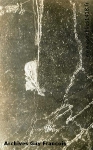 Bois des corbeaux le 6 août 1917