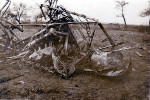 dcesAdjNageot0 4 v